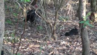 preview picture of video 'Brush Turkey family HD at Lane Cove River Tourist Park, Lane Cove National Park'