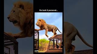 Lion on Wild Safari Tour