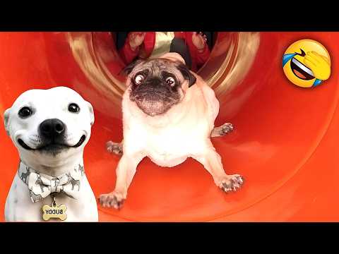 FUNNIEST CATS & DOGS 2026🐾 HILARIOUS MOMENTS WITH ANIMALS🐶🐱
