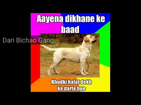 Zehani Ghulam | Cute Dogs | Wafadar kutte