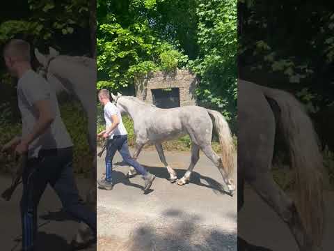 Class 1 Irish Draught Filly - Image 2