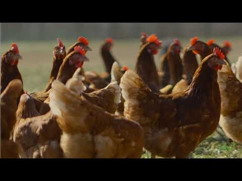 Die Bovans Hühner vom Bauernhof Buddendieck