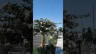 @Sofi Stadium 🏟 Getting off Enjoying The California Weather 😎 🌴 🏖🌊