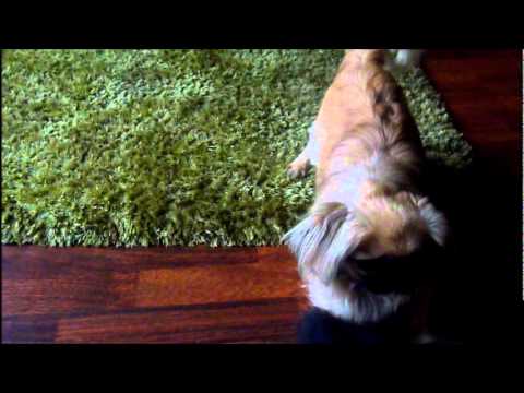 Odi , leniwy pies :D