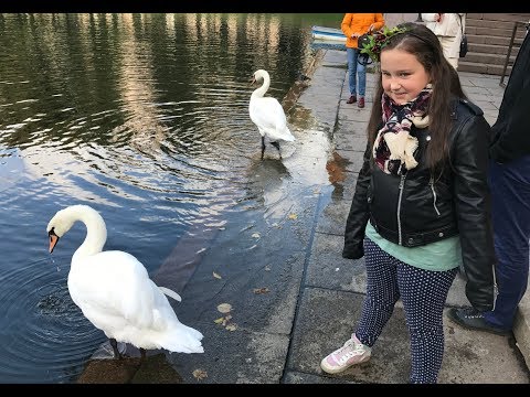 Обзор лебедей на Патриарших