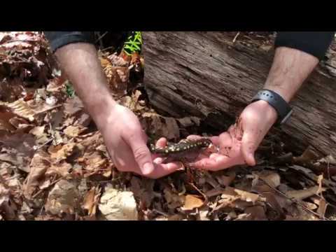 Mlok škvrnitý Ambystoma maculatum (Saminal Planet)