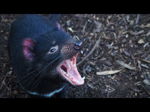 image-Has a Tasmanian devil killed anyone?