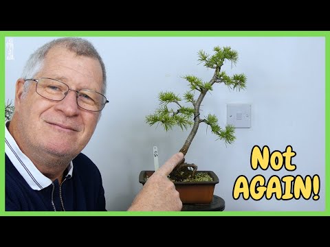 Cedar Bonsai Care Guide (Easy Tips for Beginners)
