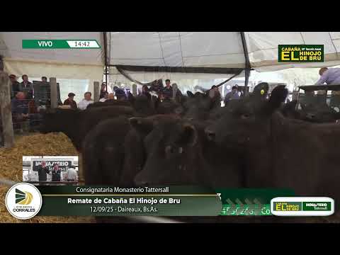 12-09-25 - Remate de Cabaña El Hinojo de Bru - Consigantaria Monasterio Tattersall - Daireaux, BsAs.