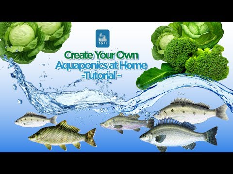 , title : 'AQUAPONICS System BENEFITS: It's Almost Completely Automated'