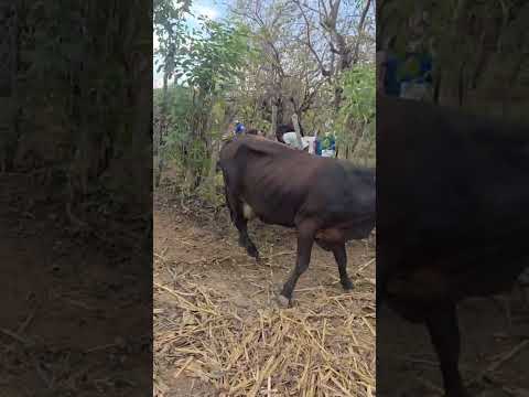 disponible en Sonsonate santo domingo de Guzmán