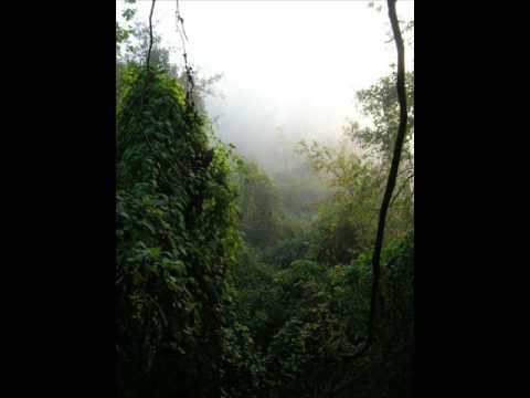 frogs and the great owl