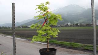 Japanischer Goldahorn - Acer shirasawanum Aureum