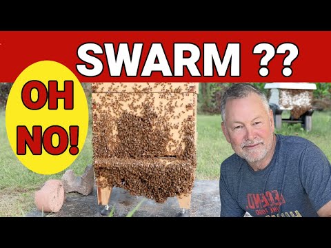 Beekeeping | How To Tell If This Means A Swarm Is Coming
