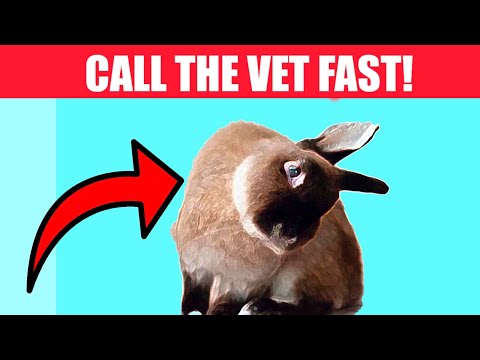 YouTube video about: How much scratching is normal for a rabbit?