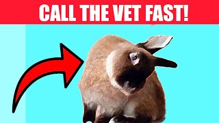 If Your Rabbit Does THIS, Call The Vet Immediately (And 11 Other Signs Your Rabbit Needs Help)