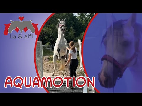 Lia & Alfi - the horses in the water walker