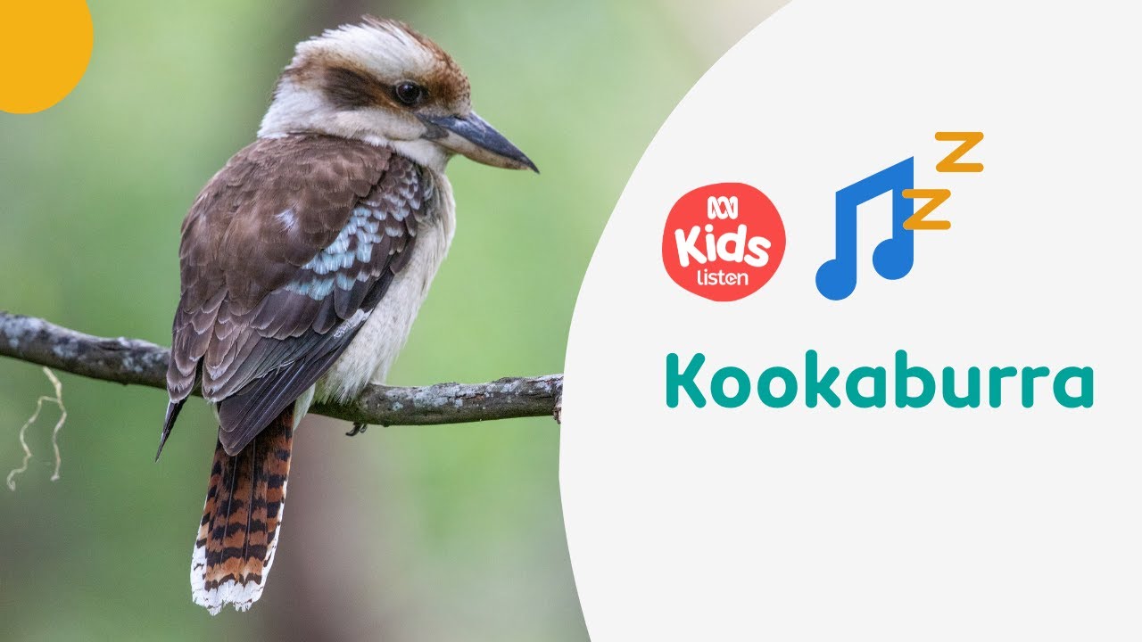 ๐ต Kookaburra - Emily Wurramurra | Indigenous Lullabies | ABC Kids listen