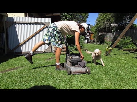 YouTube video about: Why does my dog bark at the lawn mower?