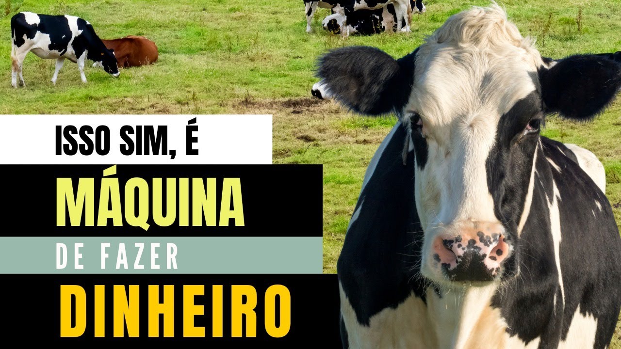 Empresas do Agro - COMPOST BARN - Como é uma produção de leite profissional?