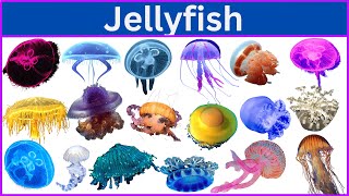 Download lagu 75 Cool Jellyfish You Never Knew Existed! mp3 Download lagu 75 Cool Jellyfish You Never Knew Existed! mp3