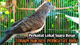 Download lagu Perkutut Lokal GACOR suara Besar Ampuh memanggil Lawan EMOSI MANGGUNG PANCINGAN PERKUTUT LOKAL mp3