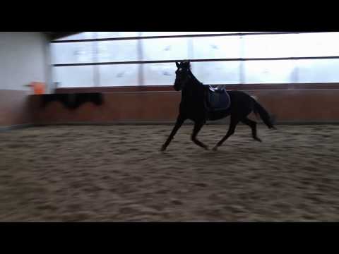 OL Stute v. Sezuan/Fürst Heinrich/De Niro, Dezember 2017