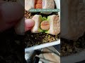 Lithops - Stone plants | 多肉植物 | 다육이들 | Suculentas