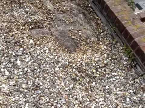 download lagu mp3 mp4 Inverted Roof, download lagu Inverted Roof gratis, unduh video klip Inverted Roof