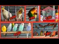 lalganj exotic birds shop इससे सस्ता कोई नहीं देगा