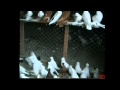 North Kavkaz Tumbler Pigeons In Russia [PART 3 ...