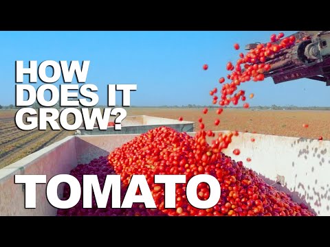 TOMATO | How Does it Grow?