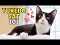 Tuxedo Cat 101 What To Know Before Adopting One