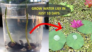 Water Lily | How to Grow Water Lily from seed | Grow Lotus Plant at Home | 10 Days Update |