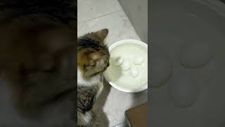 Download lagu #my #cute #cat  what are you doing  playing eggs? mp3