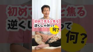 逆くしゃみって何？#うちいぬ。#犬のいる暮らし #dog