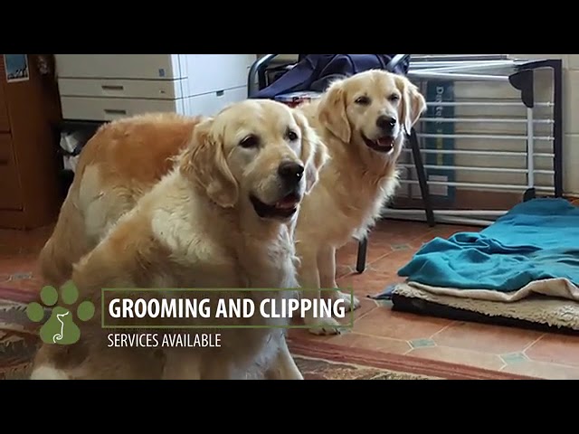 Longford Park Boarding Kennels - Longford, TAS