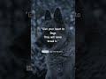 Dogs Love Motivational Quotes Inspirational Quotes Shorts Dog Short