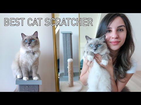 Best Cat Scratcher || Our Review