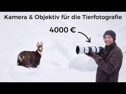 Animal Photography - Equipment Purchase Recommendation up to 4000€ (Canon)