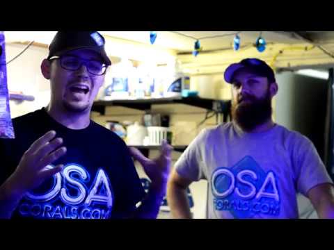 New Saltwater Fish Acclimation Process