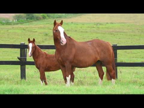 EL BARQUERO 04 PATAGONIA