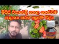 මිරිස් වගාවෙදි කොළ කොඩ වීම පාලනය කරන අ