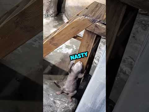 Otter is a *NASTY GIRL 🤣 #funnyanimals #otter #song #trending