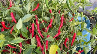 Grabi Umaapaw ang Bunga ng tanim kung Chilies 🌶️