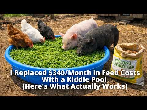 I Replaced $340/Month in Feed Costs With a Kiddie Pool (Here's What Actually Works)