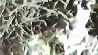 Hypnotized - Spacemen 3 konik polny remix