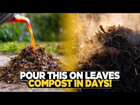 Pour THIS Over Dry Leaves and Watch Them Turn Into Compost in DAYS!