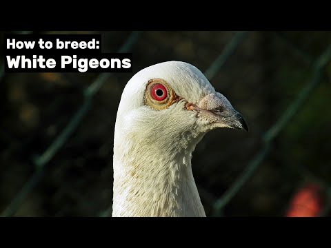 , title : 'How to breed White Pigeons'