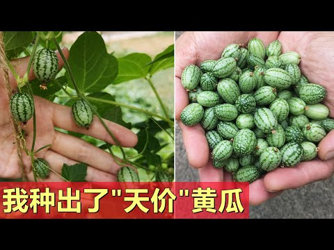 , title : '我种出了最贵的黄瓜, 好吃吗？The most expensive cucumber, cucamelon'